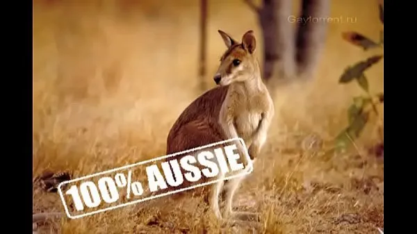 Grande 100 percent Aussie vol 1-3tubo caldo